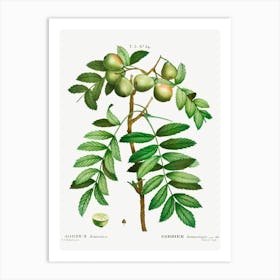 Sorb Tree, Pierre Joseph Redoute Art Print