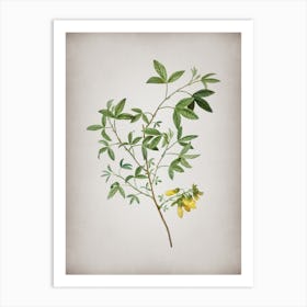 Vintage Stinking Bean Trefoil Botanical on Parchment n.0870 Art Print
