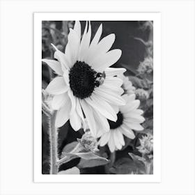 Sunflowers Art Print