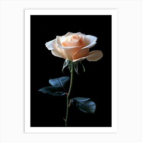 White Rose On Black Background 1 Art Print