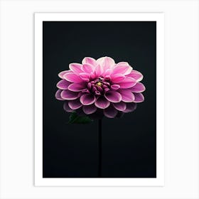 Dahlia Flower 1 Art Print