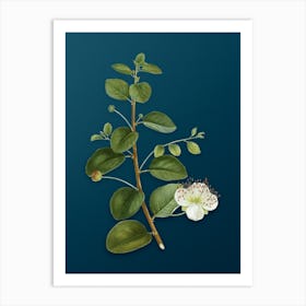 Vintage Caper Plant Botanical Art on Teal Blue n.0674 Art Print