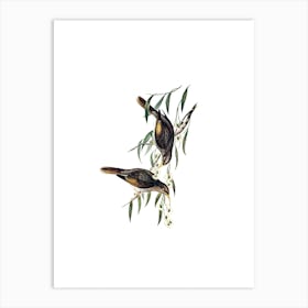 Vintage Sombre Honeyeater Bird Illustration on Pure White n.0286 Art Print