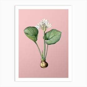 Vintage Cardwell Lily Botanical on Soft Pink Art Print