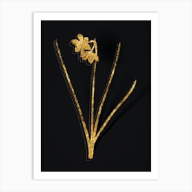 Vintage Narcissus Odorus Botanical in Gold on Black n.0011 Art Print