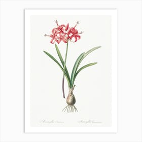 Guernsey Lily, Pierre Joseph Redoute Art Print