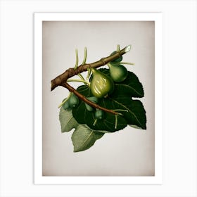 Vintage Fig Botanical on Parchment n.0072 Art Print