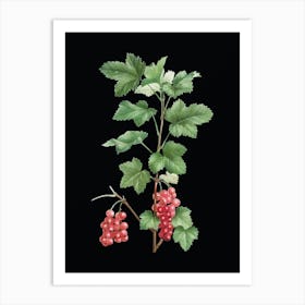 Vintage Redcurrant Plant Botanical Illustration on Solid Black n.0216 Art Print
