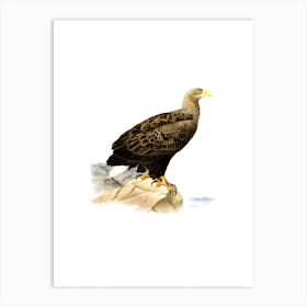 Vintage White Tailed Eagle Bird Illustration on Pure White n.0166 Art Print
