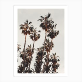 Palm Tree Grove Art Print