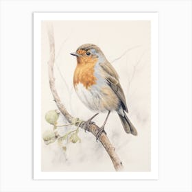 Vintage Bird Drawing European Robin 2 Art Print