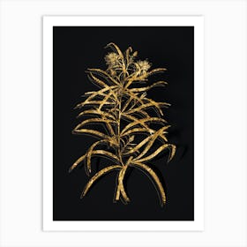 Vintage Narrow Leaved Spider Flower Botanical in Gold on Black n.0487 Art Print