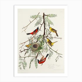 Orchard Oriole, Birds Of America, John James Audubon Art Print