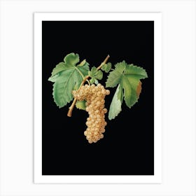 Vintage Trebbiano Grapes Botanical Illustration on Solid Black Art Print