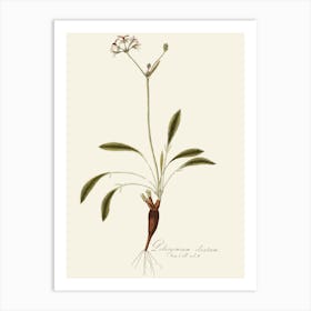 Rhododendron 7 Art Print