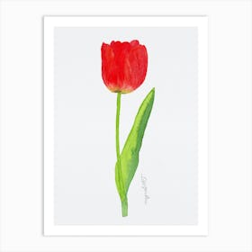 Tulip6 Art Print