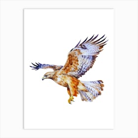 Hawk In Flight.6 Art Print