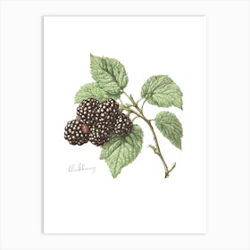 English Hedgerow Blackberry - Botanical Wall Print Set | Floral Collection Art Print