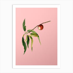 Vintage Peach Botanical on Soft Pink n.0168 Art Print