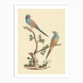 Red Cheeked Cordon Bleu, Luigi Balugani Art Print