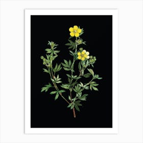 Vintage Yellow Buttercup Flowers Botanical Illustration on Solid Black n.0173 Art Print