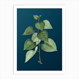 Vintage Quaking Aspen Botanical Art on Teal Blue n.0066 Art Print