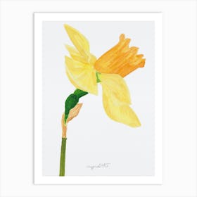 Daffodil 10 Art Print