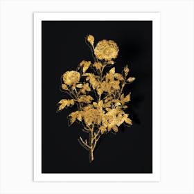 Vintage Burgundy Cabbage Rose Botanical in Gold on Black n.0244 Art Print