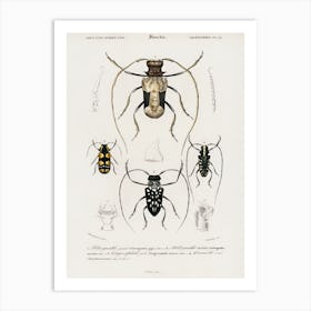 Different Types Of Beetles, Charles Dessalines D'Orbigny 5 Art Print