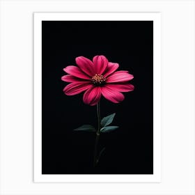 Pink Flower On Black Background 2 Art Print