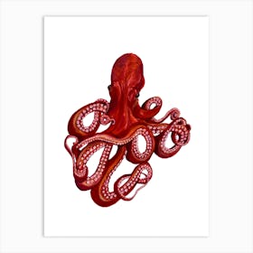 Octopus On White Art Print