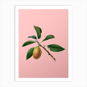 Vintage Armenian Plum Botanical on Soft Pink n.0451 Art Print