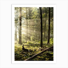 Sunbeams In The Forest Art Print