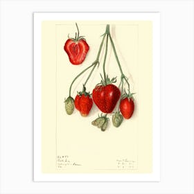 Strawberry Plants 1 Art Print