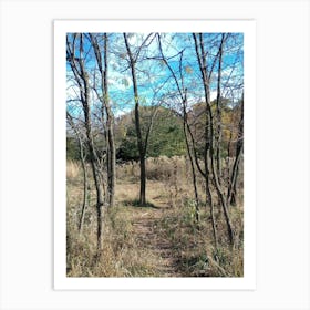 Trail In The Woods 3 Art Print