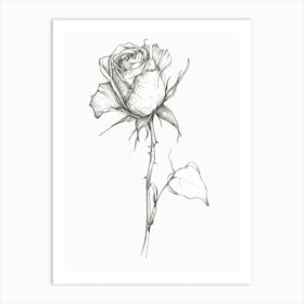 English Rose Black And White Line Drawing 35 Art Print