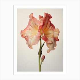 Pressed Flower Botanical Art Amaryllis 4 Art Print