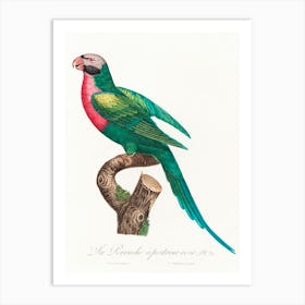 The Red Breasted Parakeet From Natural History Of Parrots, Francois Levaillant Art Print
