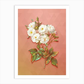 Vintage Noisette Roses Botanical Art on Peach Pink n.1810 Art Print