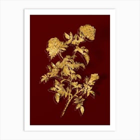Vintage Rose of the Hedges Botanical in Gold on Red n.0013 Art Print