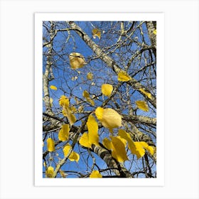 Autumn Leaves 4 Art Print