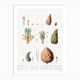 Red Pine, Black Pine, Jack Pine And Mountain Pine, Pierre Joseph Redoute Art Print