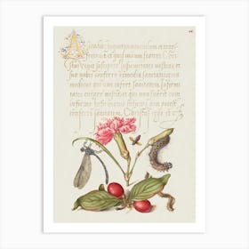 Damselfly, Carnation, Firebug, Caterpillar, Carnelian Cherry, And Centipede From Mira Calligraphiae Monumenta, Joris Hoefnagel Art Print