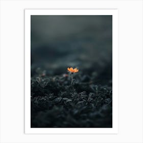 Single Flower In The Dark 48 Art Print