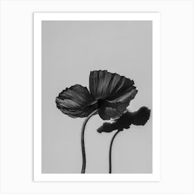 Shadow Of A Poppy Art Print