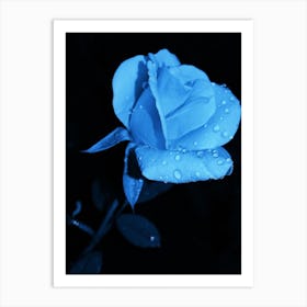 Blue Rose Art Print