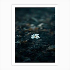 Daisy In The Dark 1 Art Print