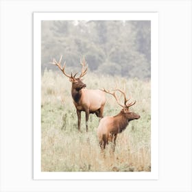 Bachelor Elks Art Print