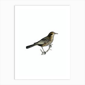 Vintage Common Blackbird Bird Illustration on Pure White n.0124 Art Print