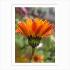 Gerbera Daisy - Photography Art Print